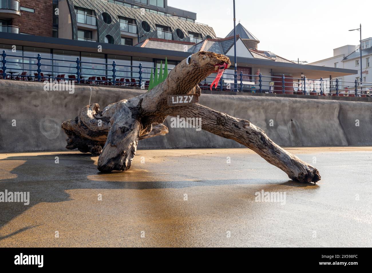 A Tree stump washed on the Porthcawl's seafront has been decorated as a lizard. Stock Photo