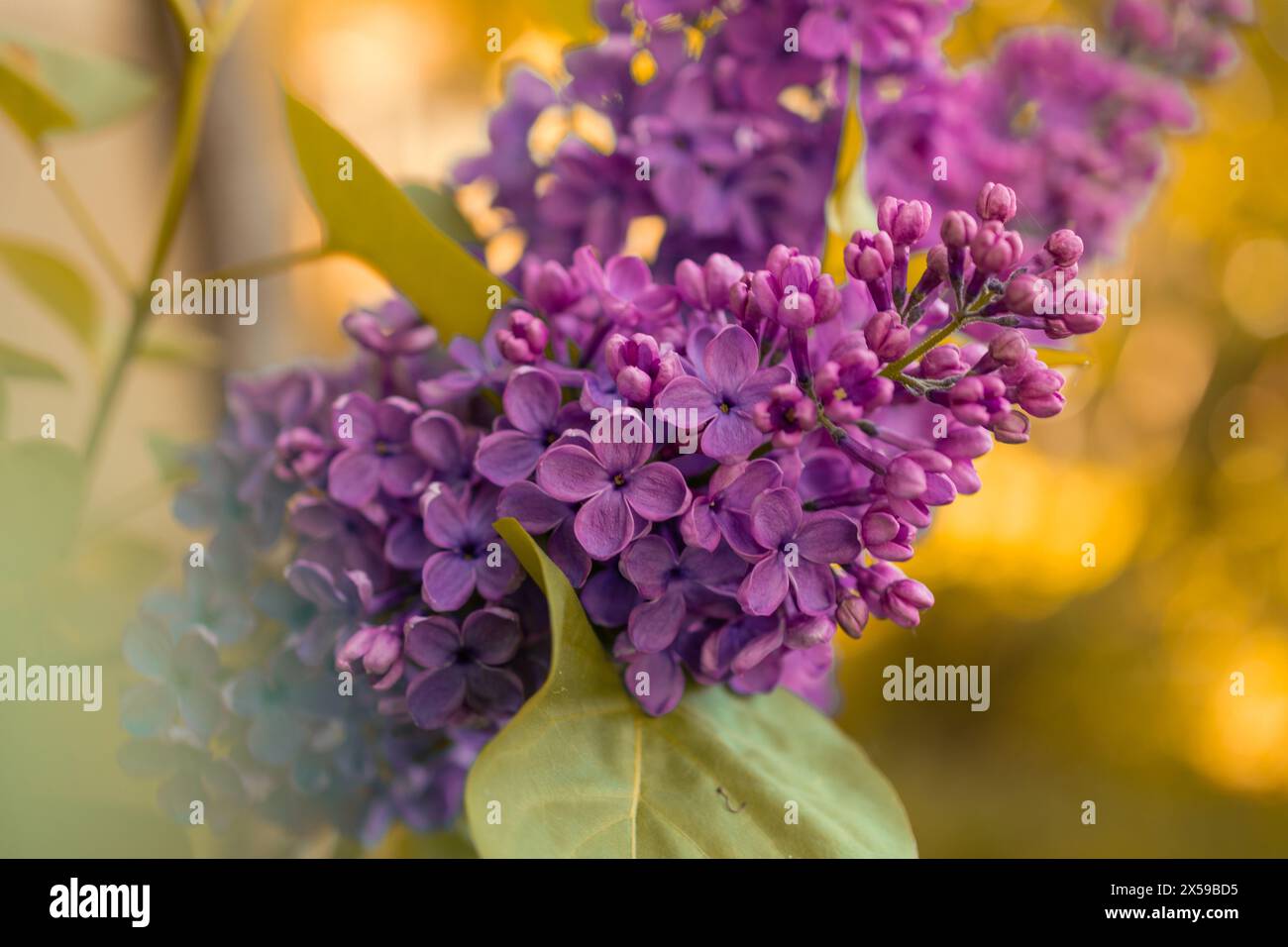 Purple LilacBlooms in the Sunset Glow Stock Photo - Alamy