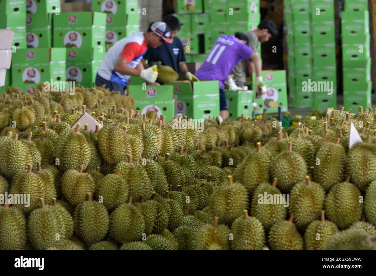 Durian Rind Processing Processing of durian hi-res stock photography and images - Alamy