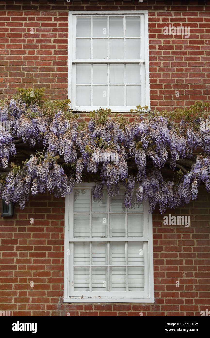 Wisteria in flower against a brick wall of house with sash windows above and below Stock Photo