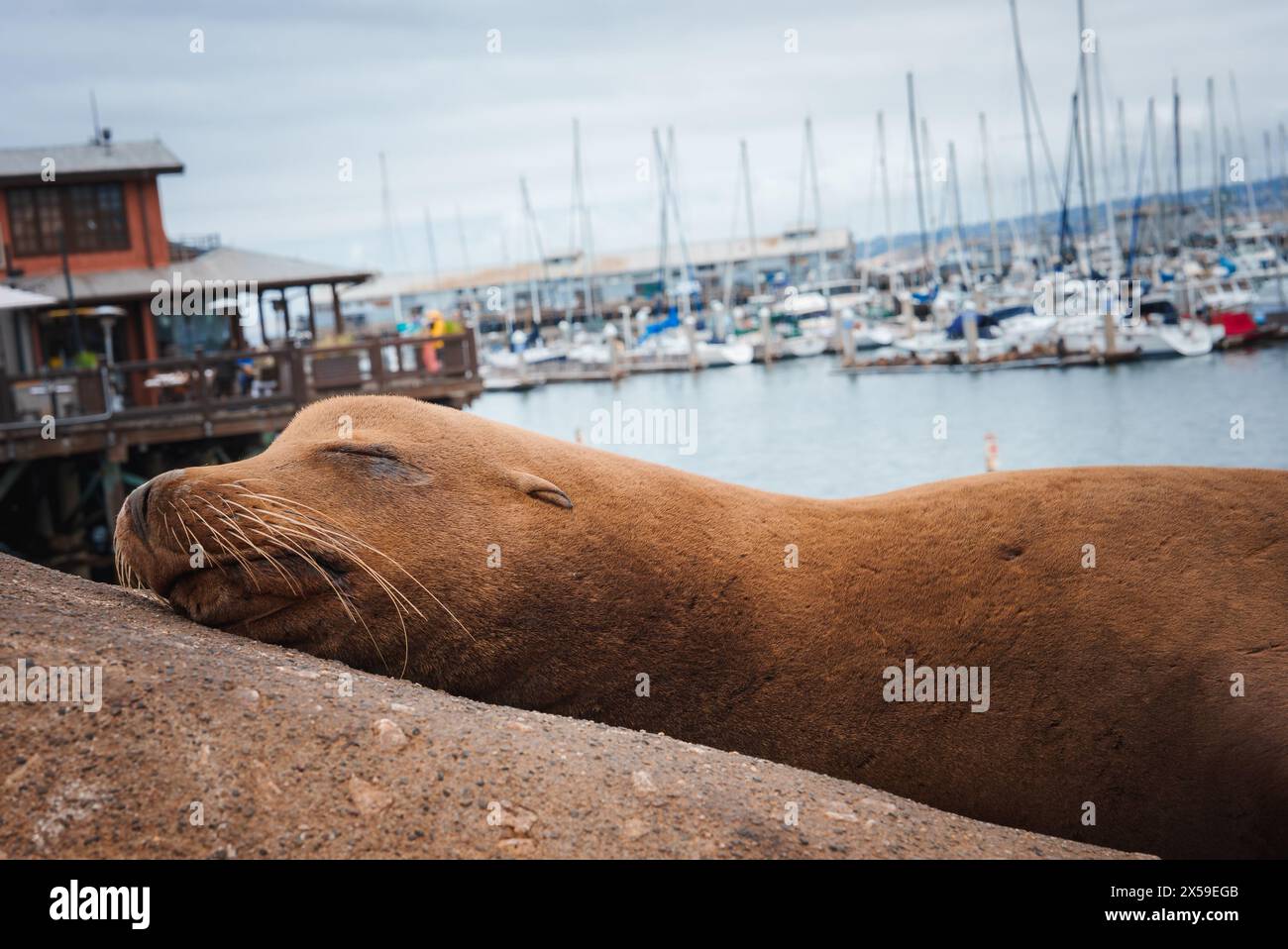 Sea lion relaxing on concrete hi-res stock photography and images - Alamy