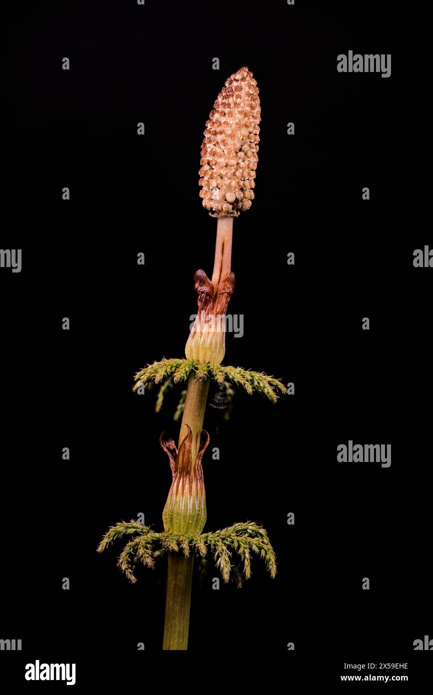 Wood horsetail (Equisetum sylvaticum) with cone (sporophyte). Stock Photo