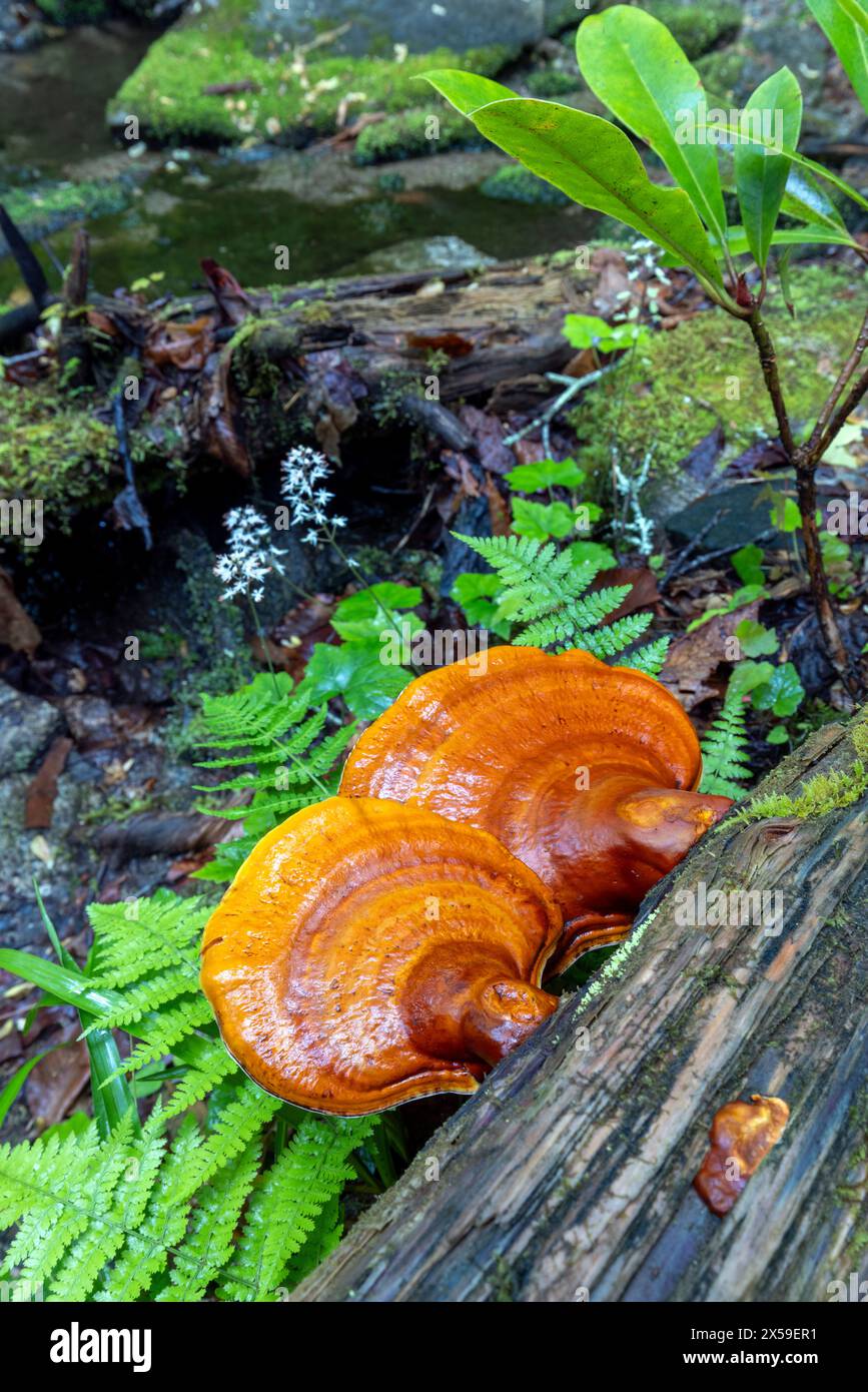 Ganoderma species of polypore fungi (Reishi) growing on tree bark - Pisgah National Forest, Brevard, North Carolina, USA Stock Photo