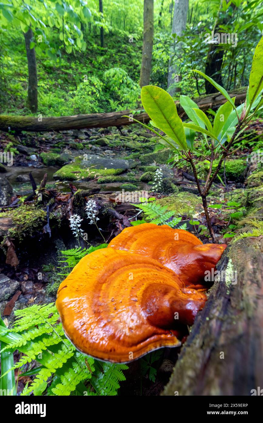 Ganoderma species of polypore fungi (Reishi) growing on tree bark - Pisgah National Forest, Brevard, North Carolina, USA Stock Photo