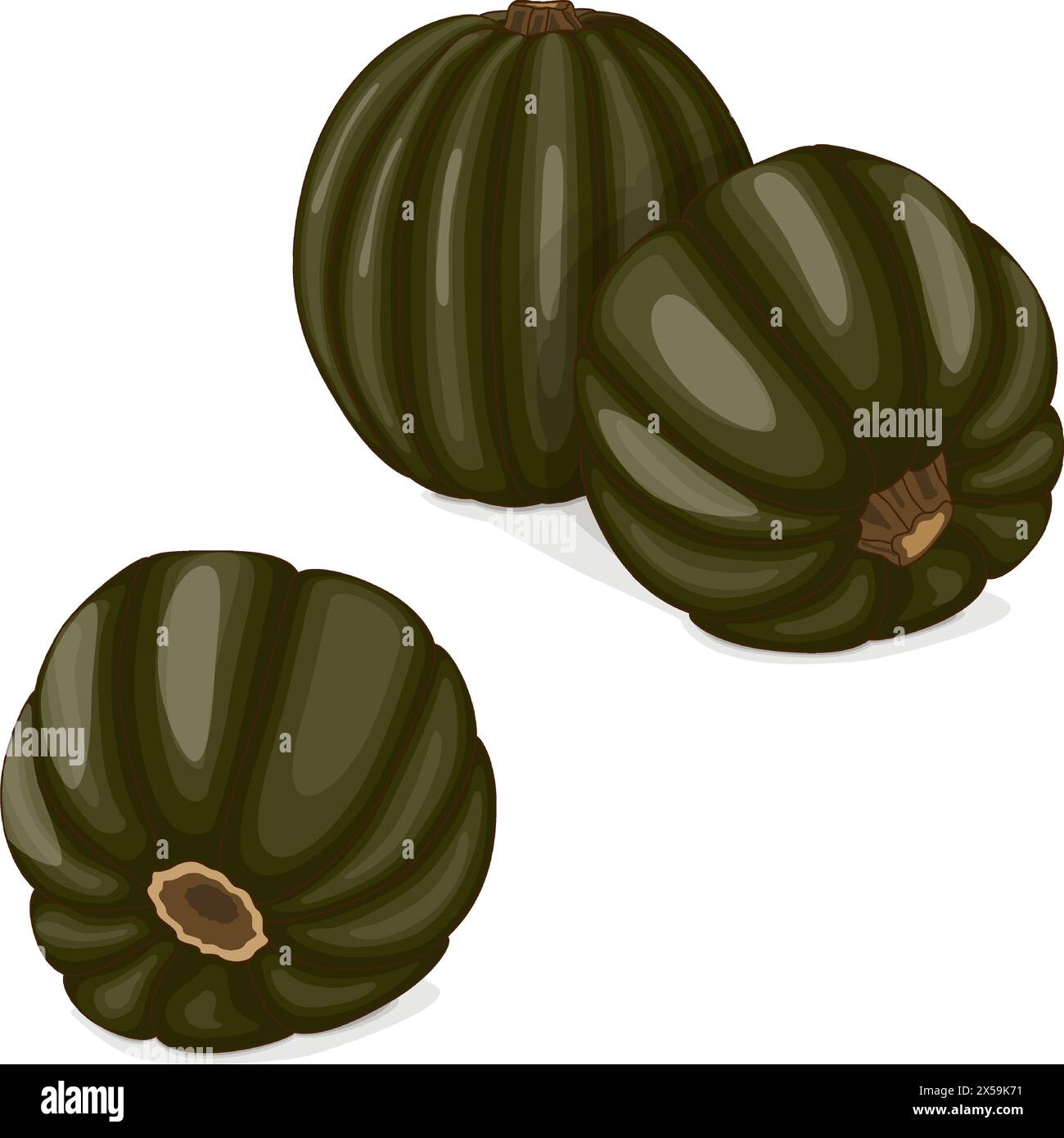 Group of Zapallo Macre Squash. Winter squash. Cucurbita maxima. Fruits and vegetables. Clipart. Isolated vector illustration. Stock Vector