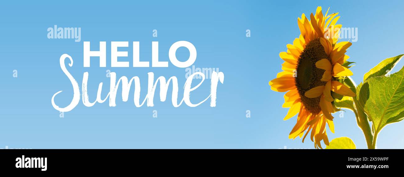 Hello Panoramic Summer web banner. Panoramic photograph of a sunflower against blue sky ...