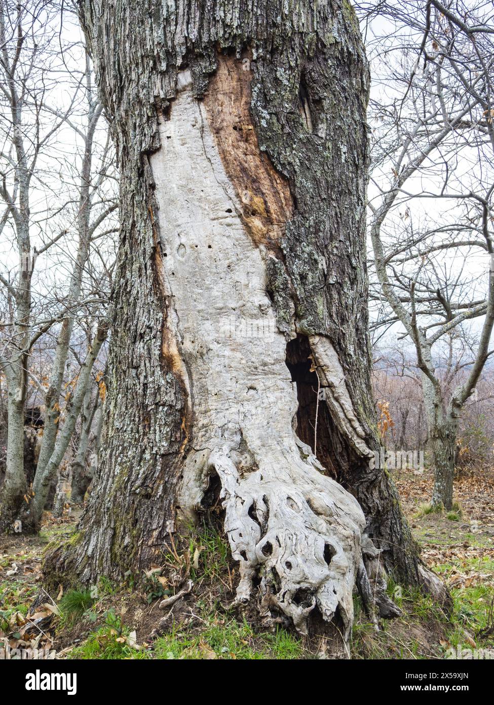 Tree Trunk Intact Diseases of trees hi-res stock photography and images - Alamy