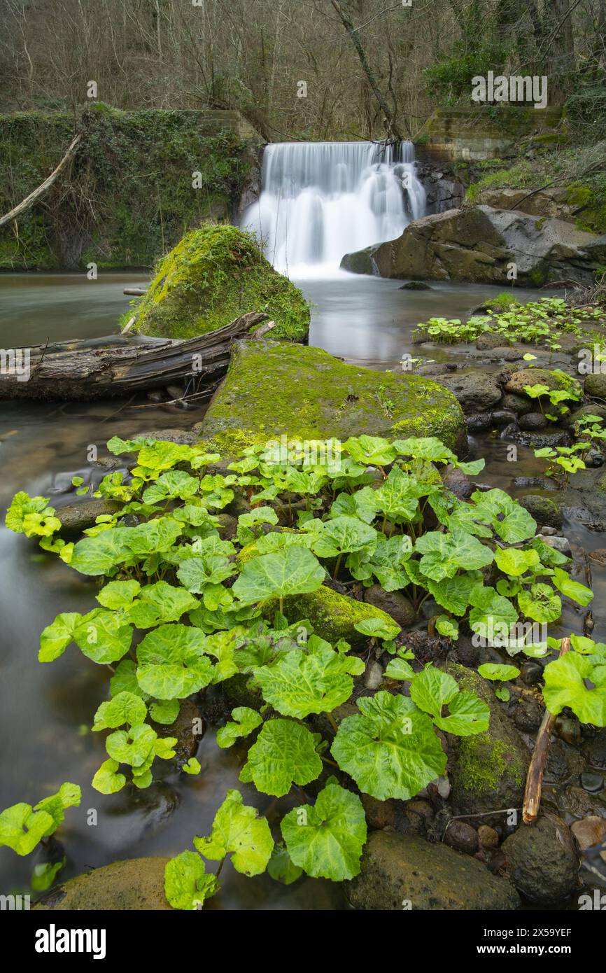 The Lente torrent and a small artificial waterfall formed on an old dam built in the early 1900s, we are in the province of Grosseto, central Italy Stock Photo