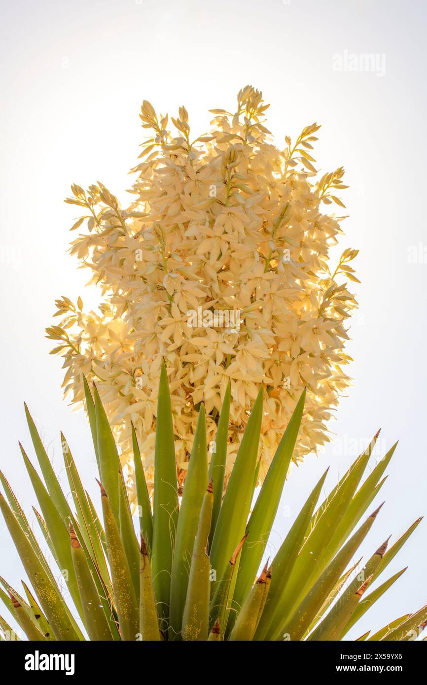 Yucca Natural Natural semi close up flowering plant portrait of Yucca Torreyi,giant ...
