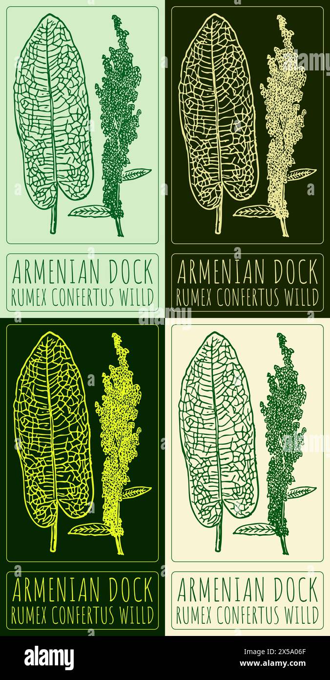 Set of vector drawing ARMENIAN DOCK in various colors. Hand drawn illustration. The Latin name is RUMEX CONFERTUS WILLD Stock Vector
