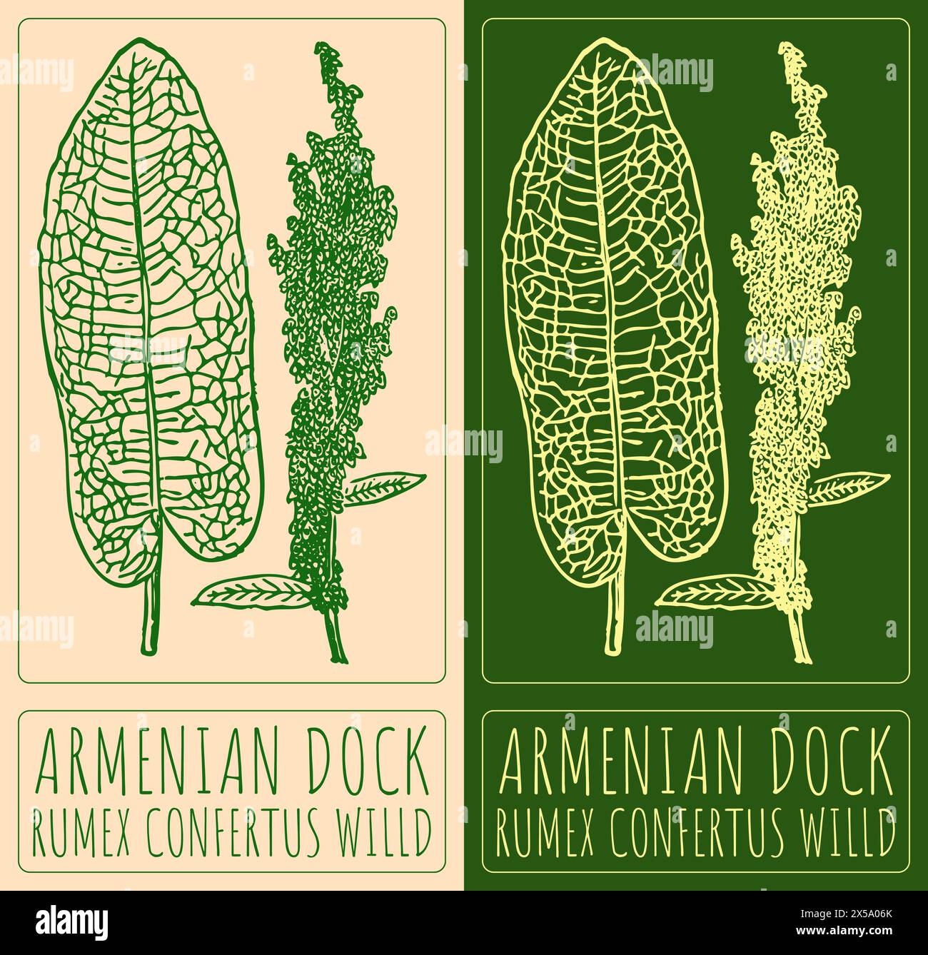 Vector drawing ARMENIAN DOCK. Hand drawn illustration. The Latin name is RUMEX CONFERTUS WILLD Stock Vector