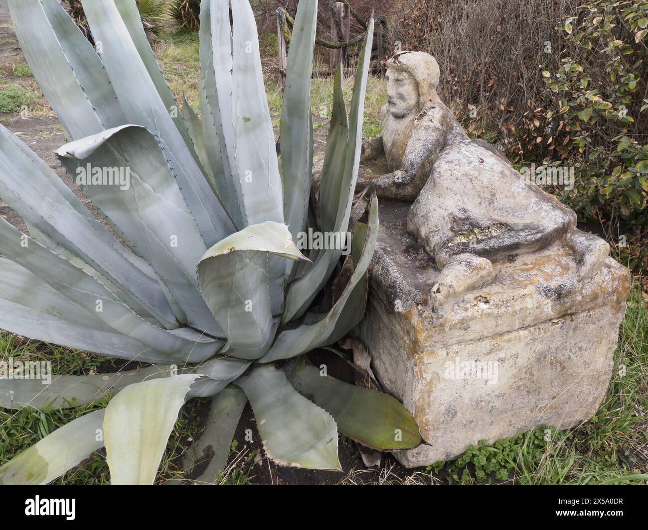 Plants of agave hi-res stock photography and images - Page 12 - Alamy