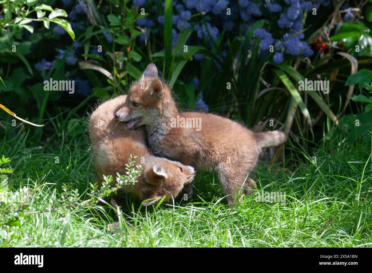 UK weather, 8 May 2024, London, UK: Warm weather encourages fox clubs to explore a garden in Clapham, so long as their mother is not too far away. The litter of 5 cubs were born late March and emerged from their den late April. Temperatures in the south of England are forecast to be in the low 20s for the next few days. Anna Watson/Alamy Live News Stock Photo