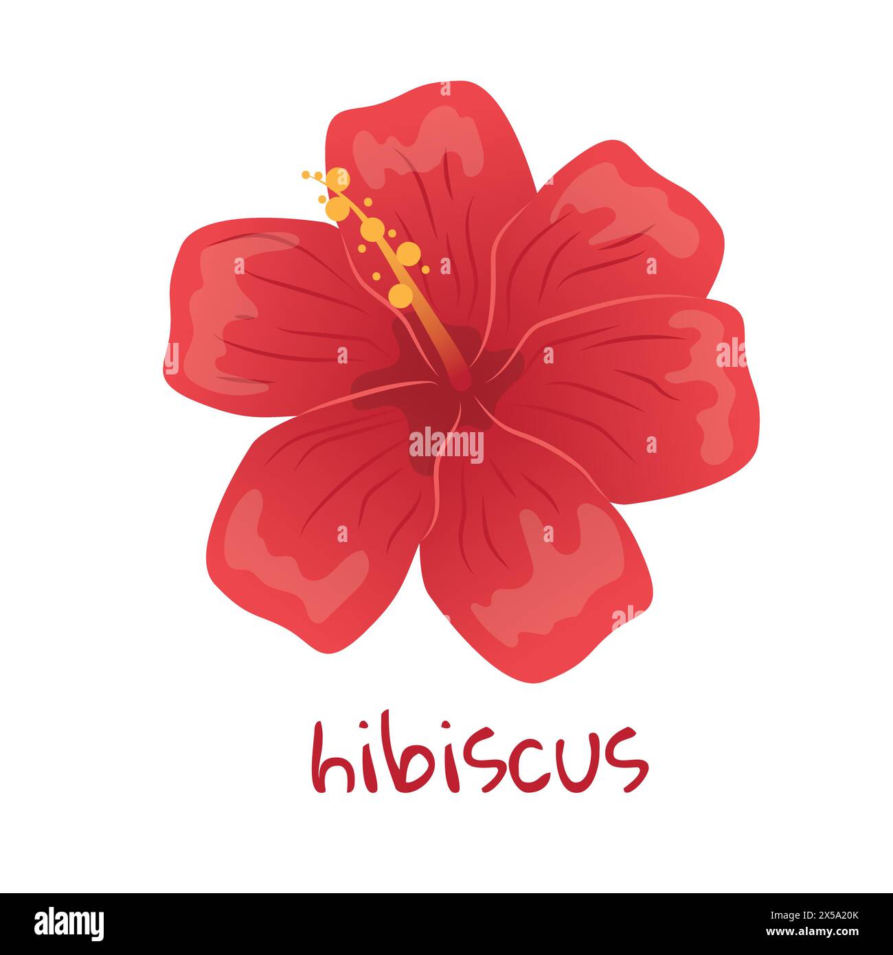 Hibiscus illustration. Vibrant red tropical flower. Realistic botanical hand drawn painting ...