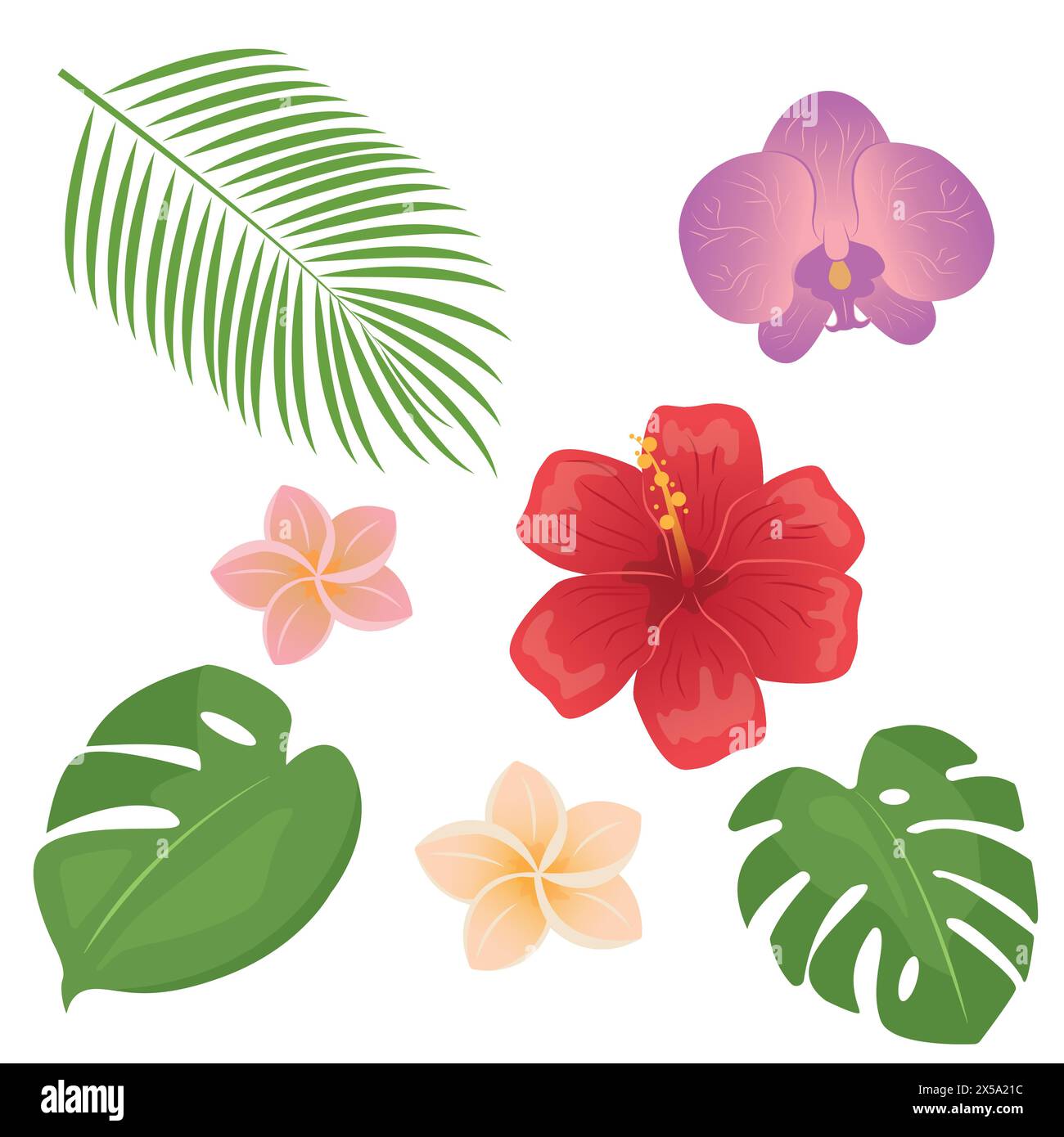 Tropical different type exotic leaves and flowers set. Jungle plants. Monstera and palm leaves. Orchid, hibiscus and plumeria flowers. Cartoon vector Stock Vector