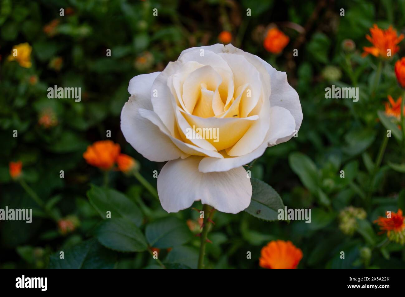 Garden flowers, white rose Stock Photo