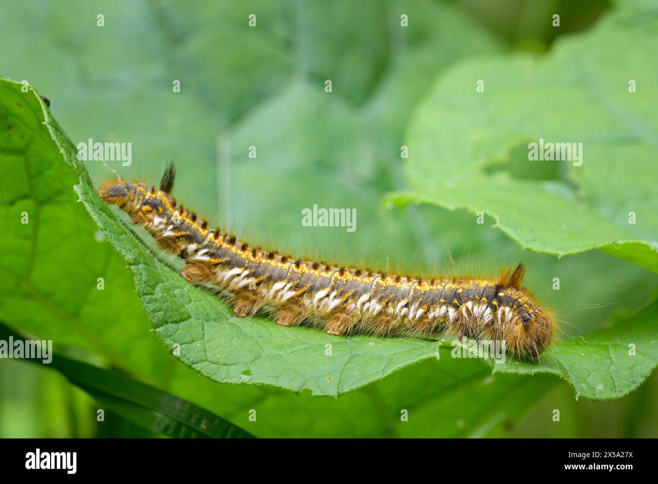 The beautiful caterpillar of a drinking moth on a leaf, summer in ...