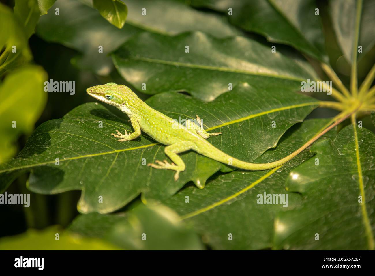 green lizard on a green leaf Stock Photo - Alamy