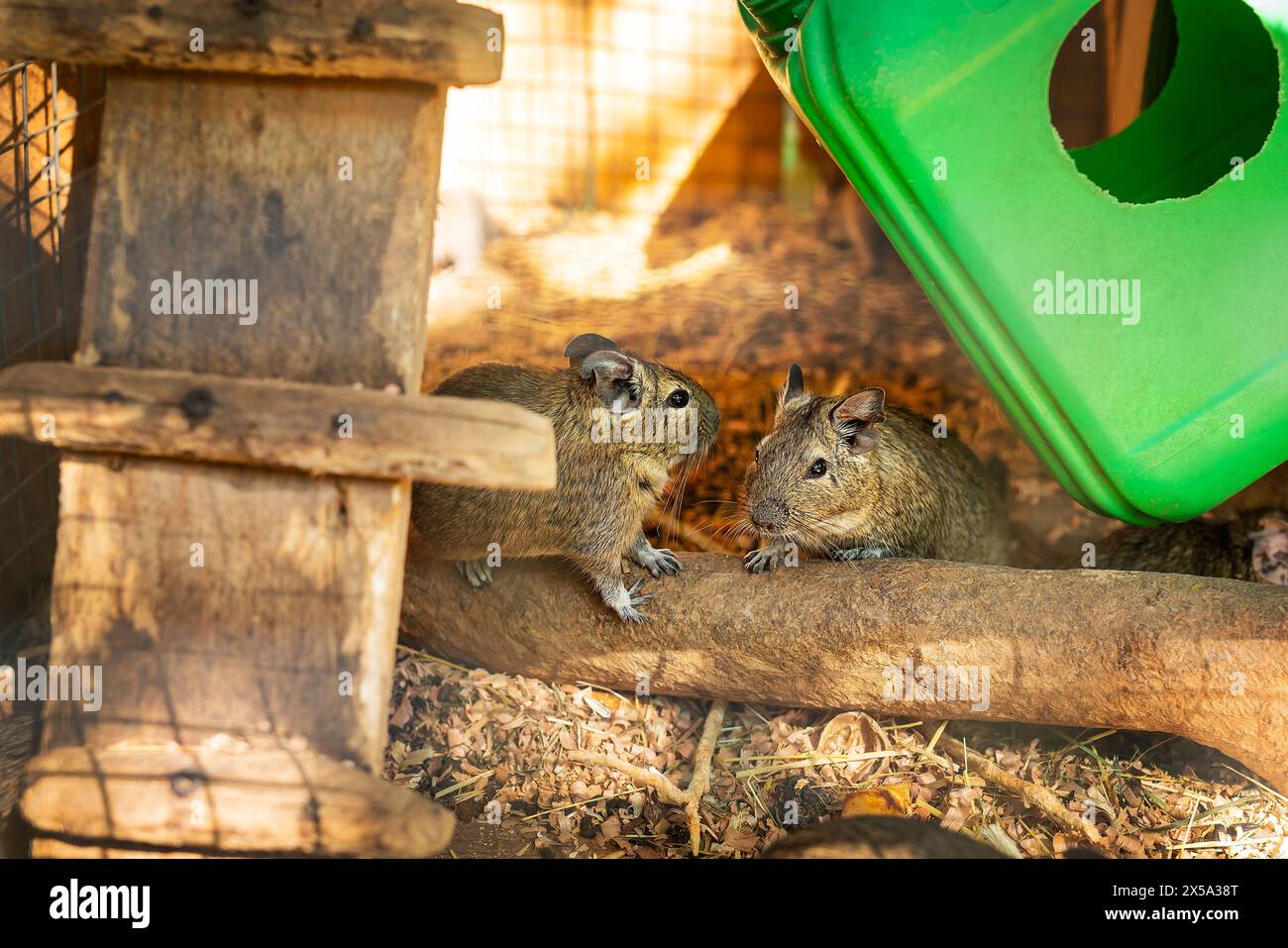Two degus in a wooden enclosure, one sniffing the other, with a green cover. Zoo Stock Photo
