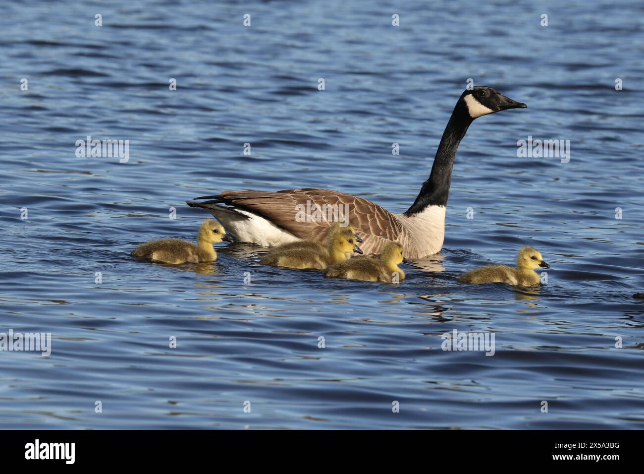 Canada goose family (Branta canadensis) swimming on the lake in Springtime Stock Photo