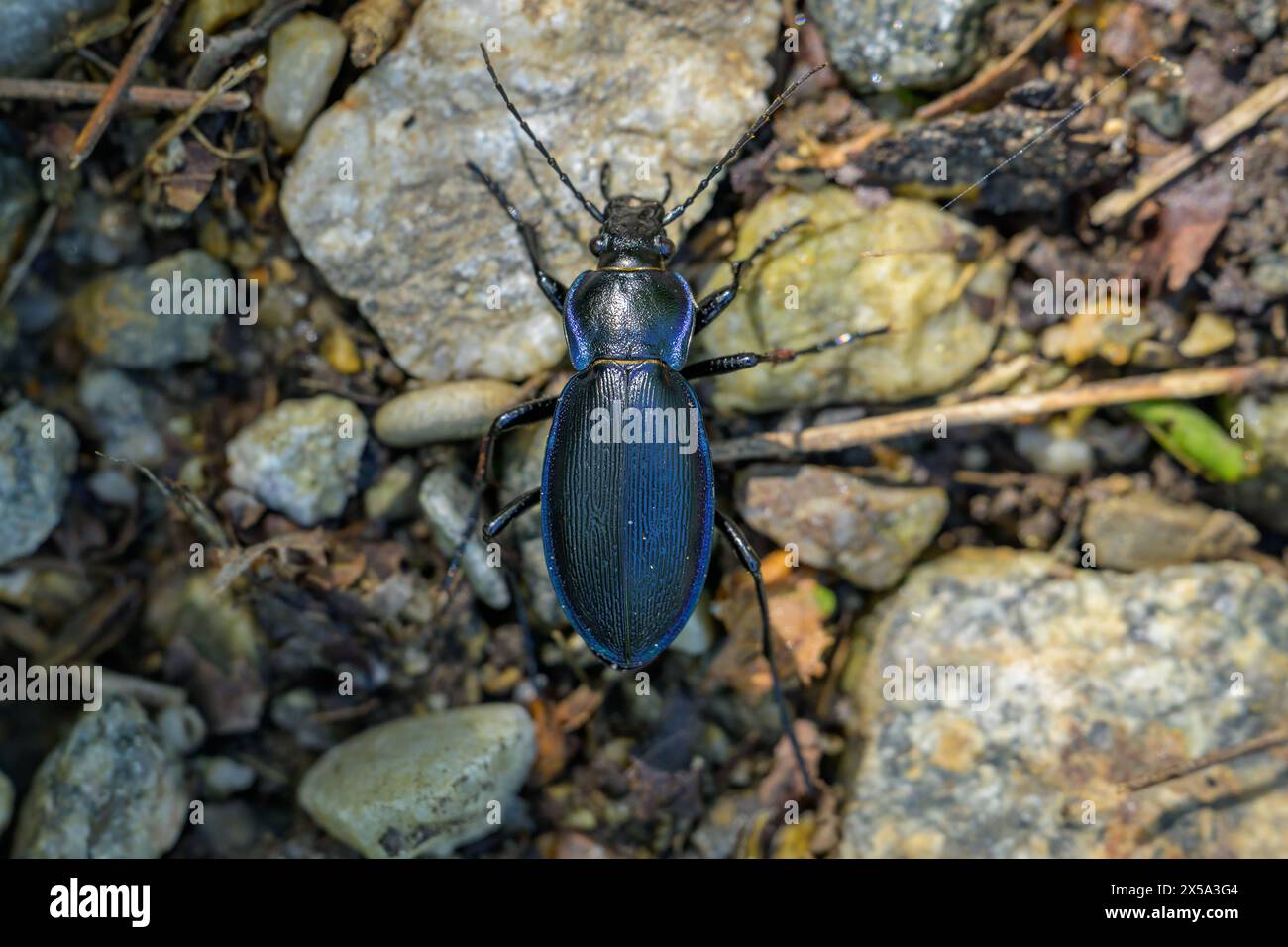 A big ground beetle Carabus scheidleri walking on the ground in a forest in Austria Leitzersdorf Austria Stock Photo
