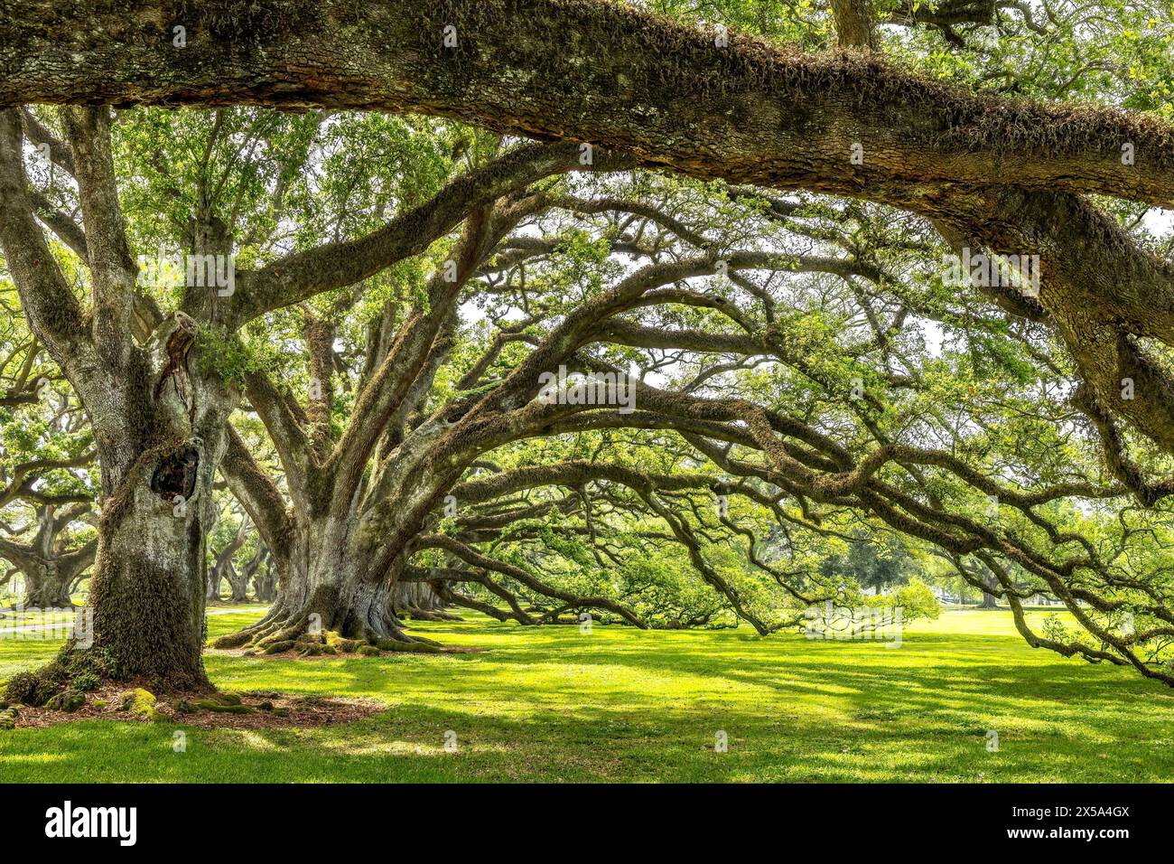 Oak alley plantation hi-res stock photography and images - Alamy