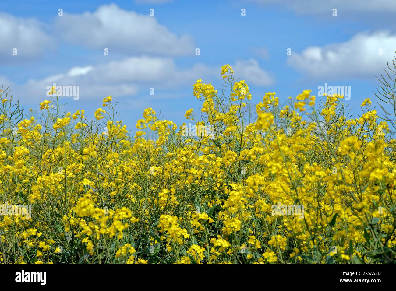 Rapeseed hi-res stock photography and images - Alamy