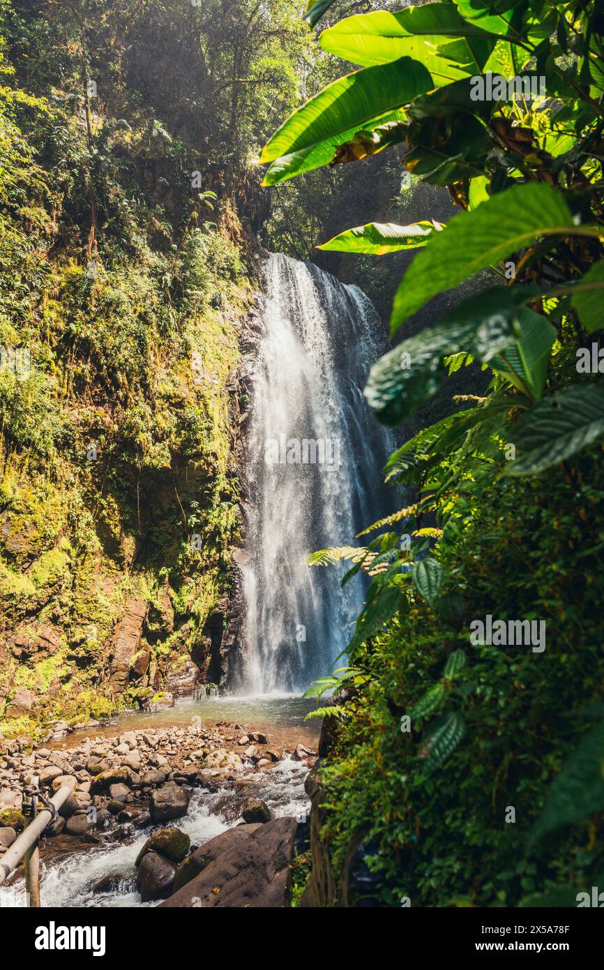 Costa rican rainforest wonder hi-res stock photography and images - Alamy