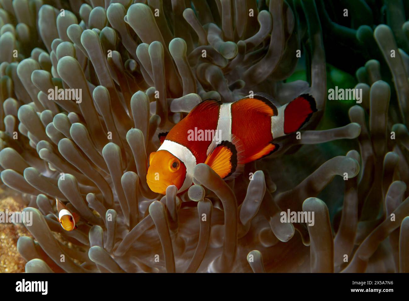 Amphiprion ocellaris nestled among the tentacles of its host anemone in a symbiotic marine relationship Stock Photo