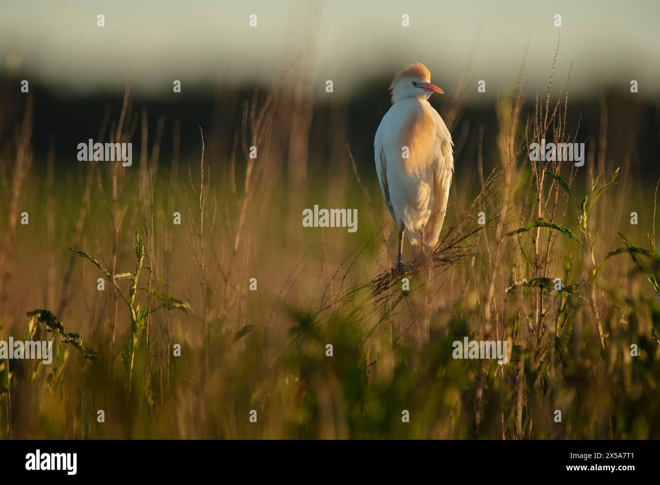 A Cattle Egret stands gracefully amidst the tall grass, bathed in the warm light of the golden hour, exuding a sense of peace in its natural habitat Stock Photo