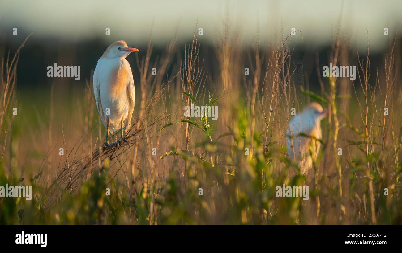 Tranquil scene of Cattle Egrets perched amidst a grassy meadow at dusk Stock Photo