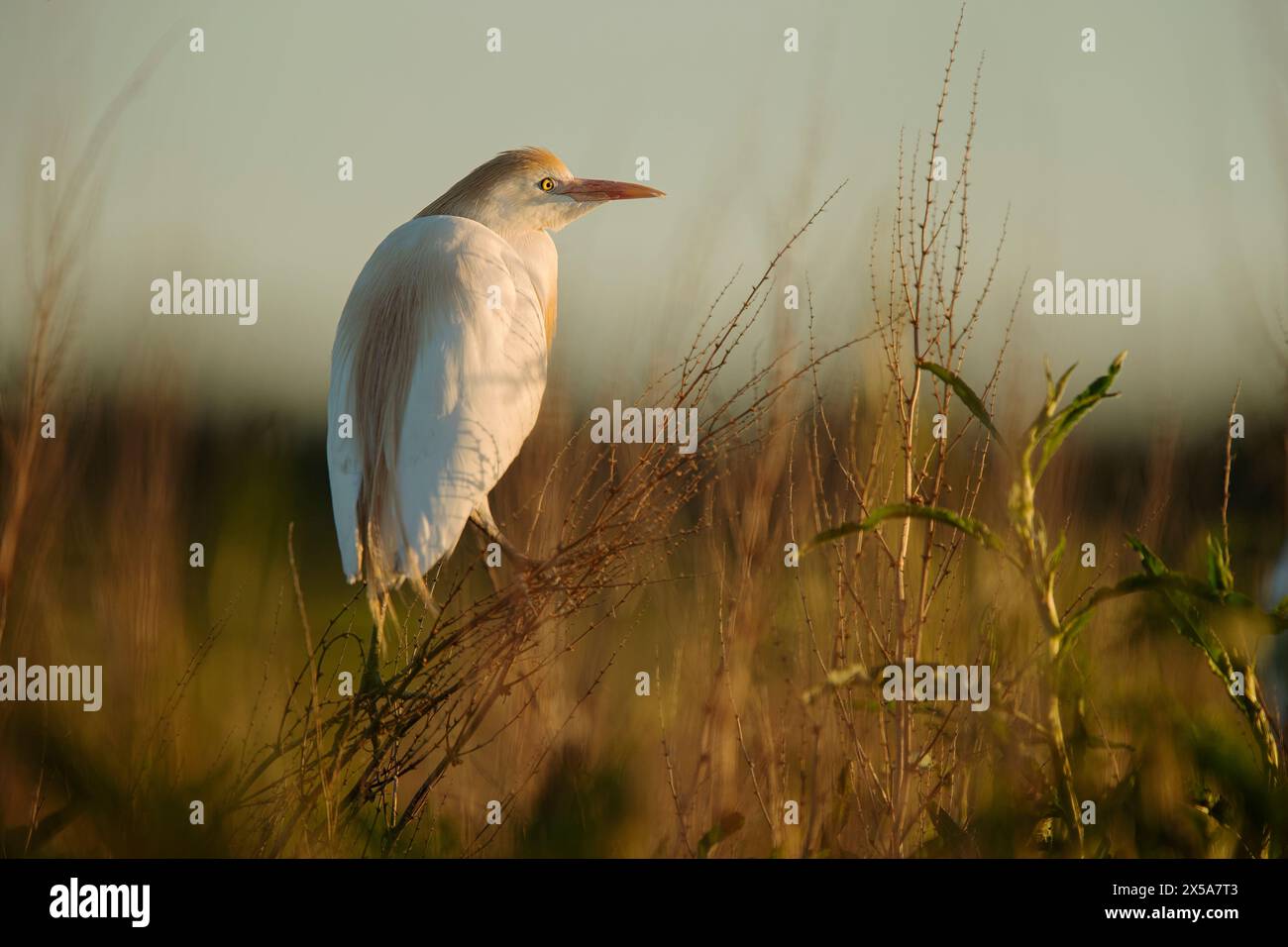 A peaceful cattle egret stands amidst tall grass, bathed in the warm glow of the setting sun, showcasing a tranquil wildlife scene Stock Photo