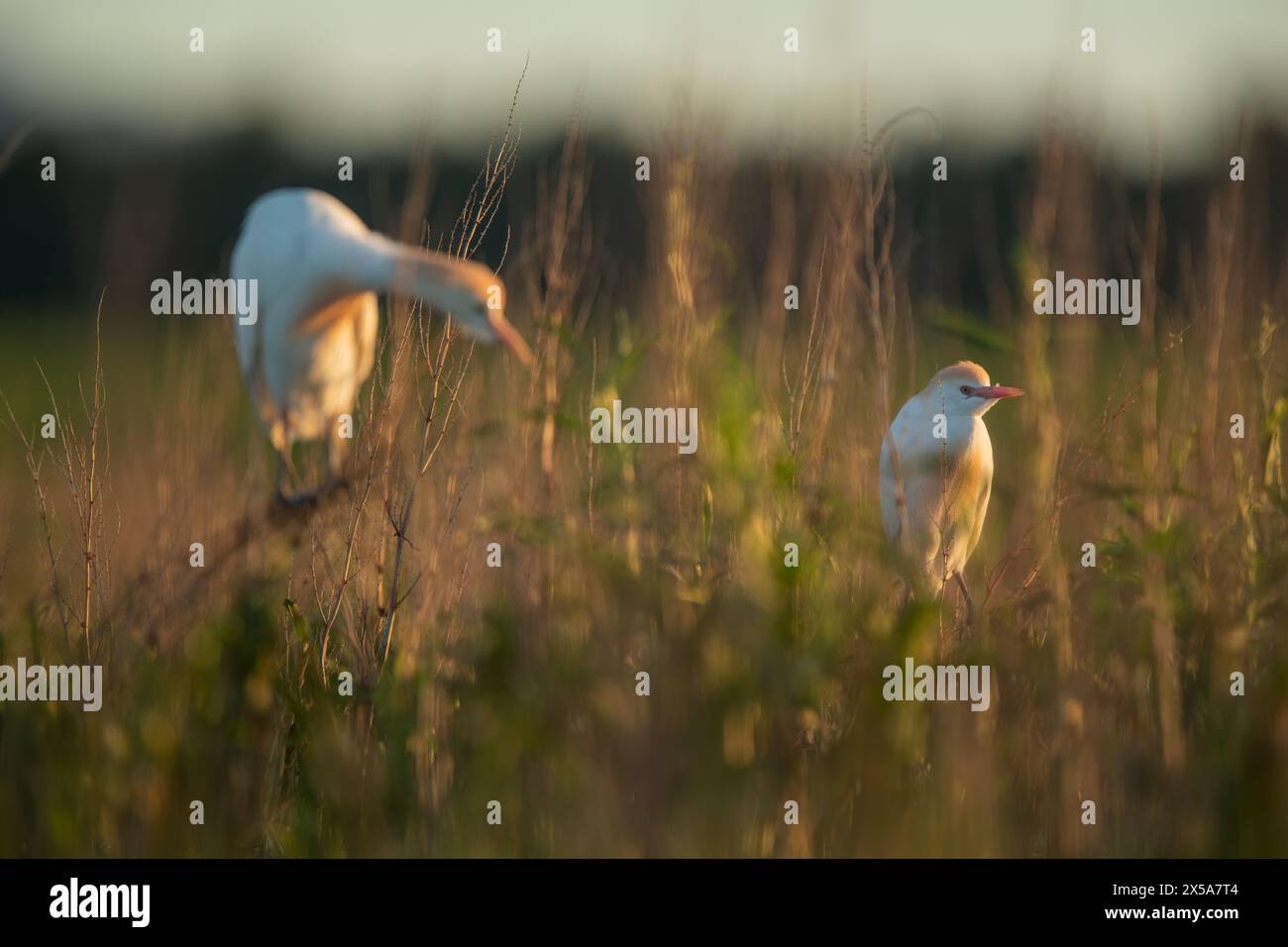 Two Cattle Egrets bask in the warm glow of the golden hour, amidst a natural grassy habitat, creating a peaceful scene Stock Photo