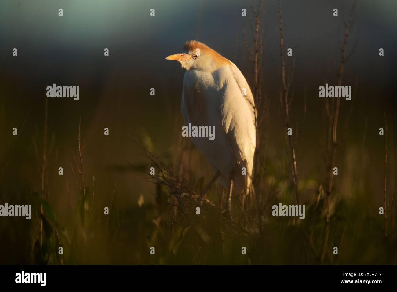 A tranquil cattle egret stands amidst grass, captured in the soft, warm light of dusk Stock Photo