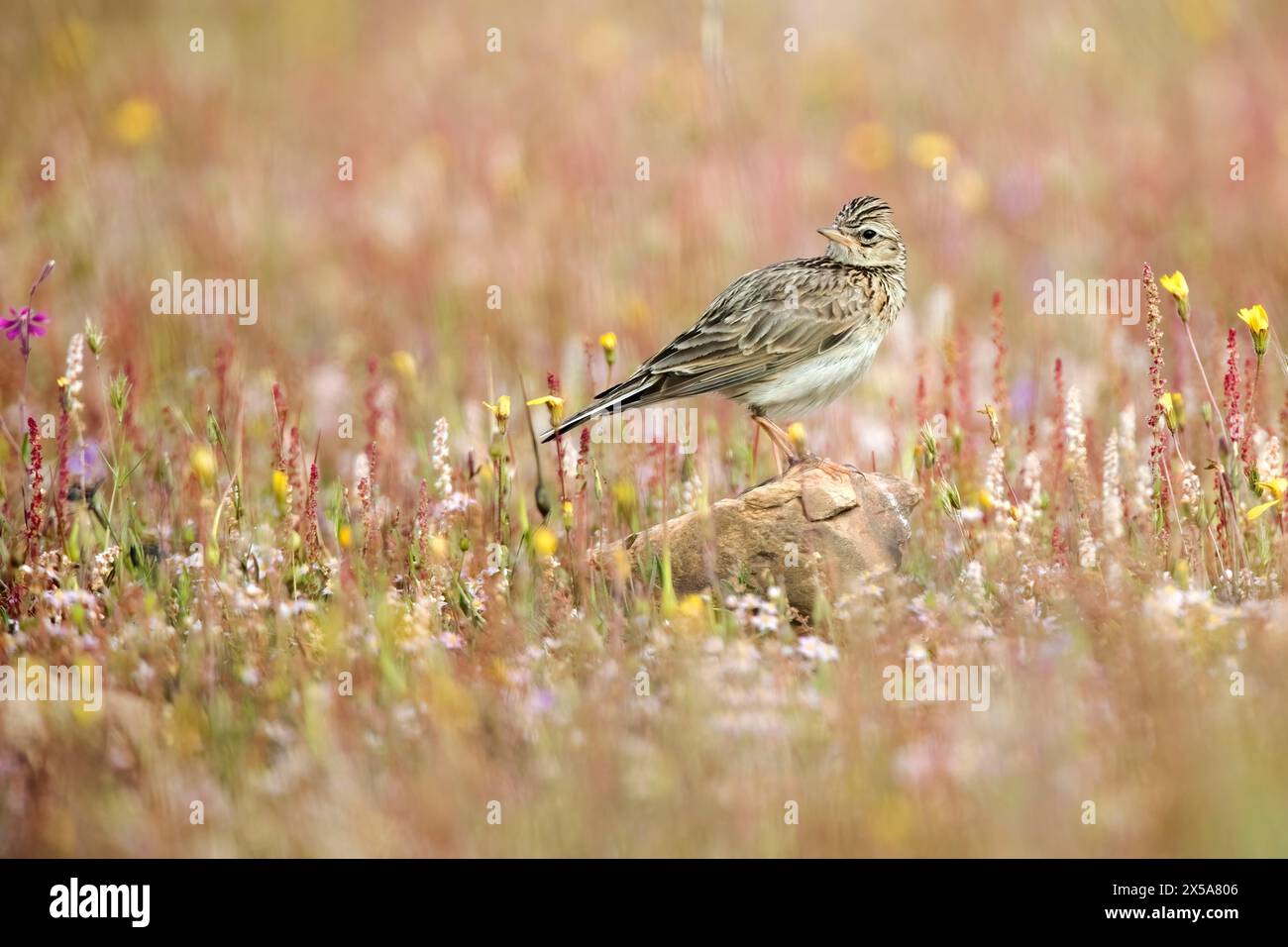 A skylark perched on a stone amidst a field of wildflowers, its plumage