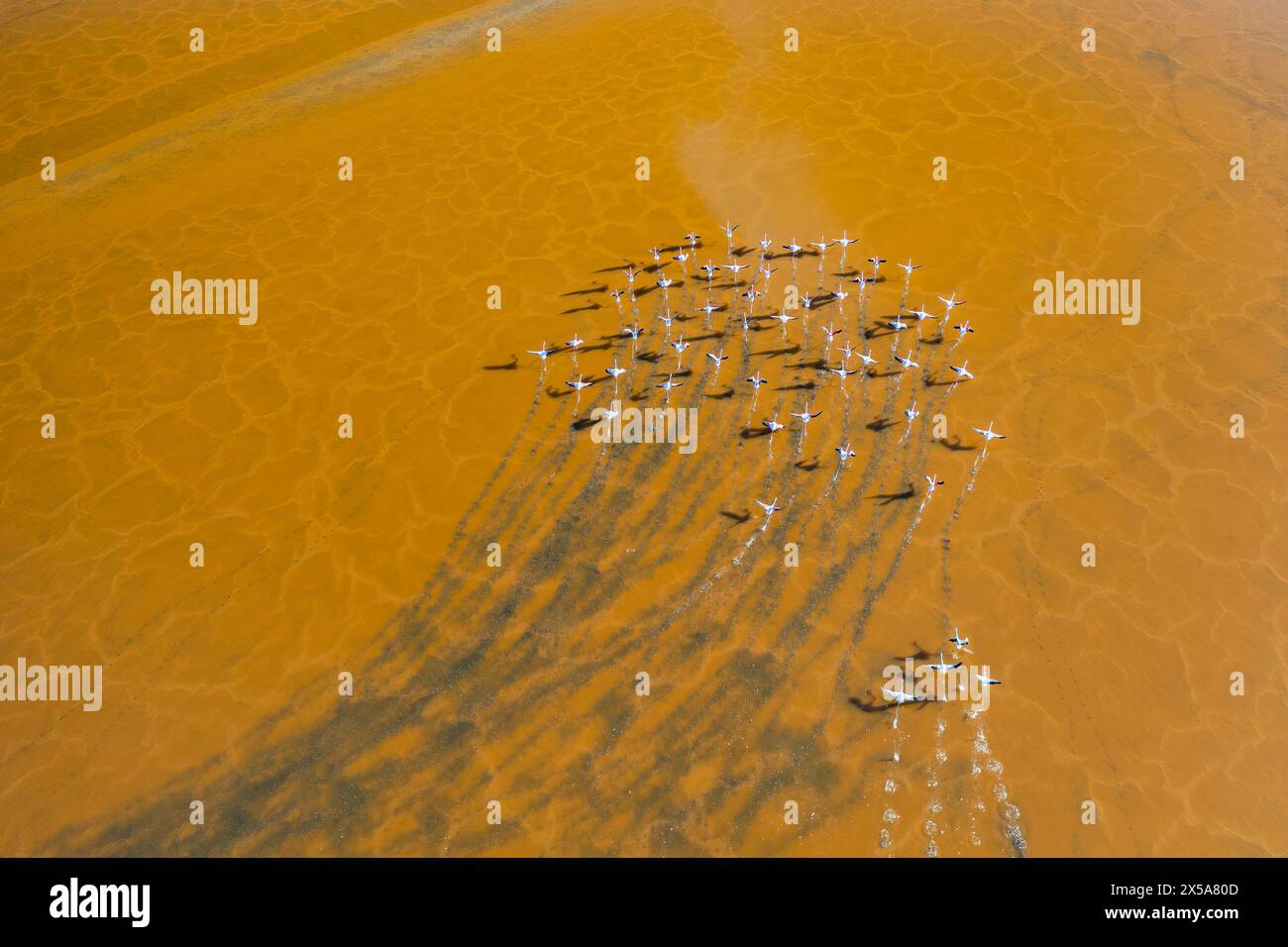 A flock of flamingos in graceful flight above a shimmering gold-hued waterbody, casting elegant shadows Stock Photo