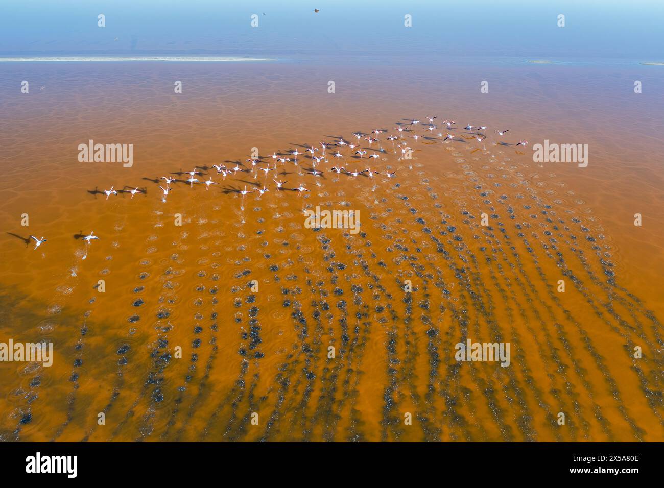 Flock of flamingos captured mid-flight above a brown-colored lake with visible patterns in the water Stock Photo