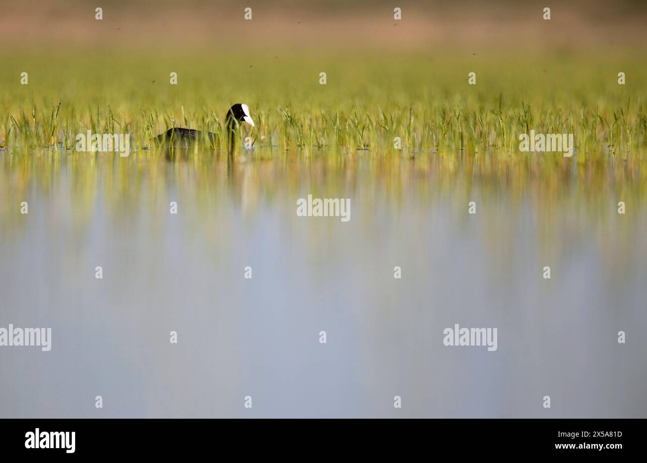 A White-headed Duck forages in a shallow wetland among fresh green ...