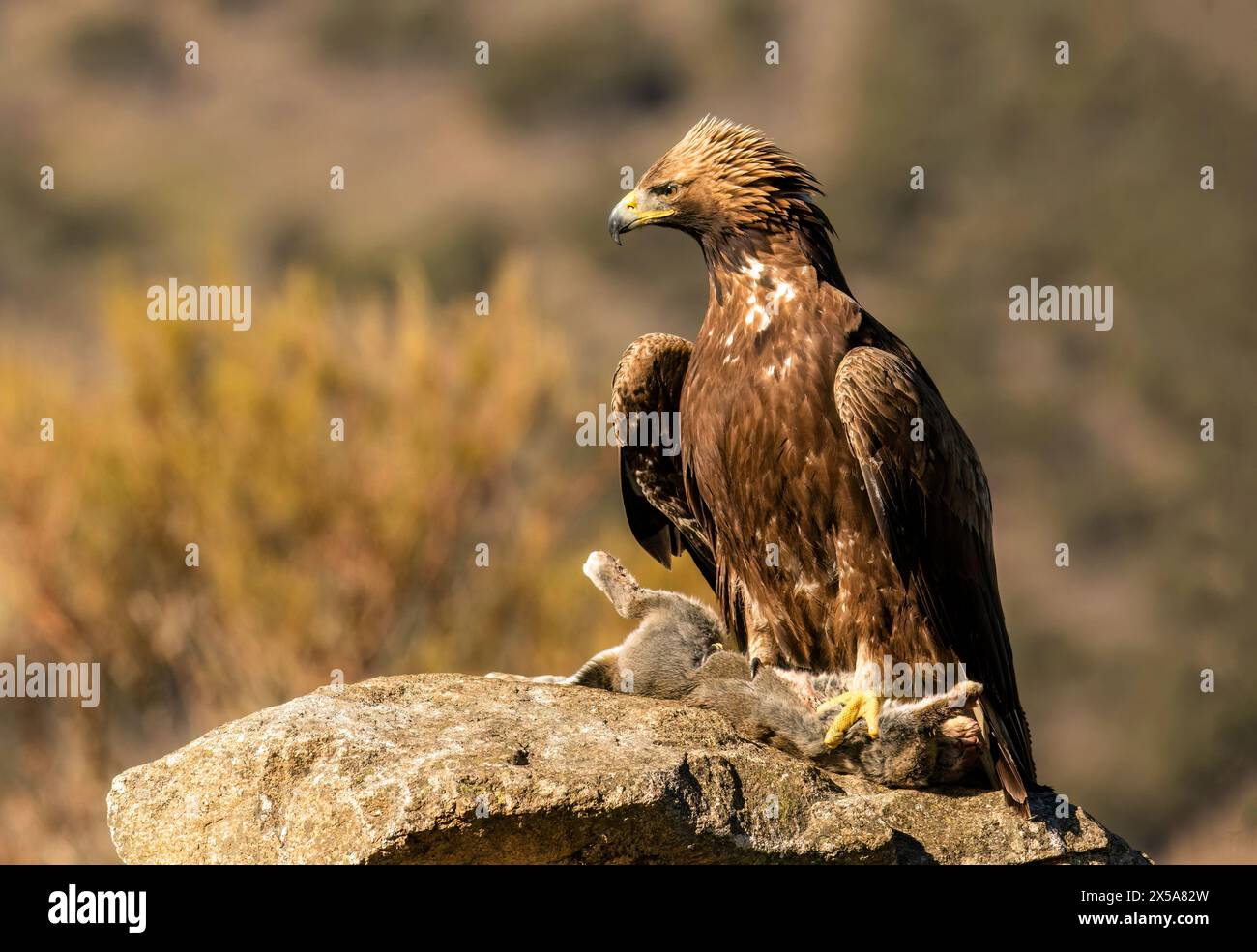Majestic golden eagle stands hi-res stock photography and images - Alamy