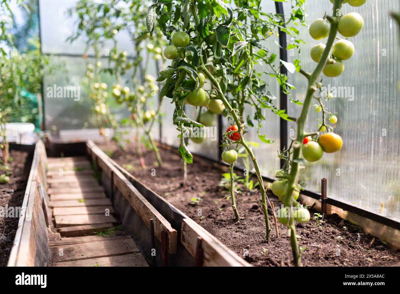 Lush green tomato plants bearing both ripe and unripe organic tomatoes inside a sunlit greenhouse, illustrating sustainable agriculture practices Stock Photo