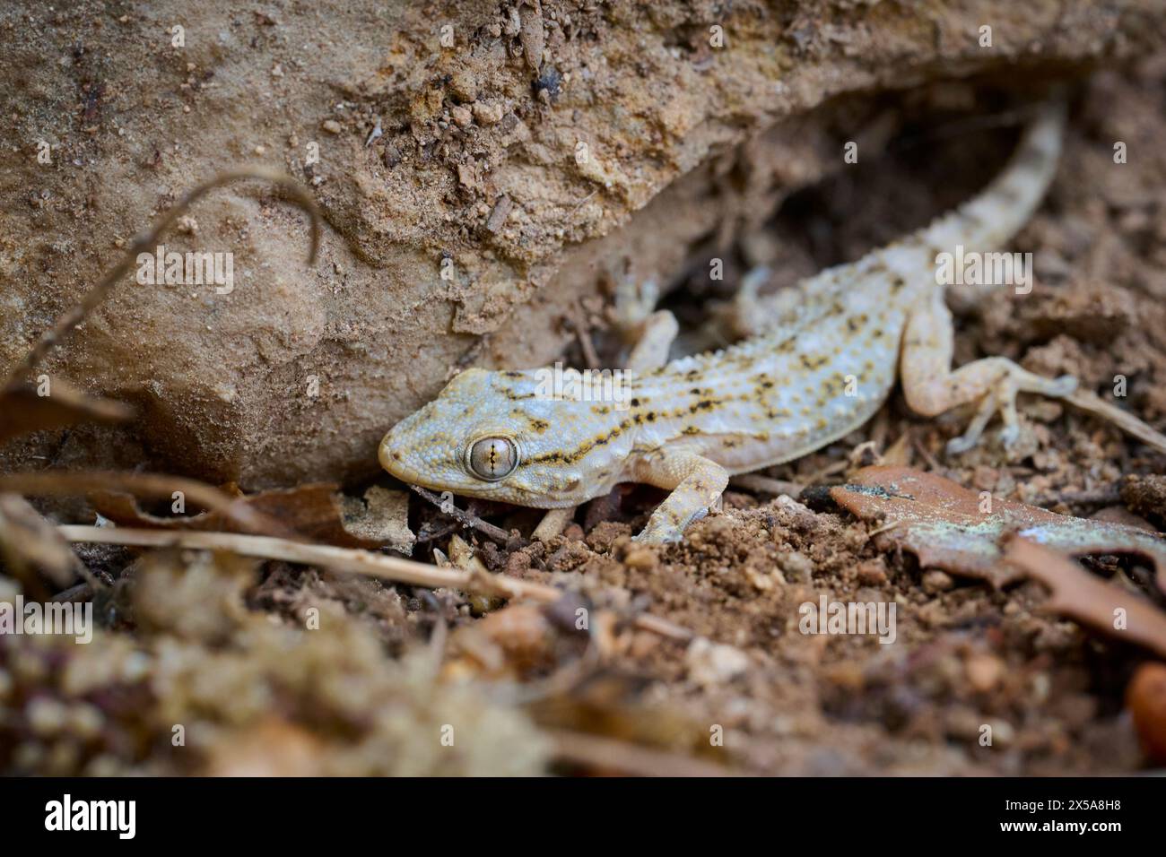 A Tarentola mauritanica gecko, also known as the Moorish wall gecko, is camouflaged against soil and rocks in its natural habitat. Stock Photo