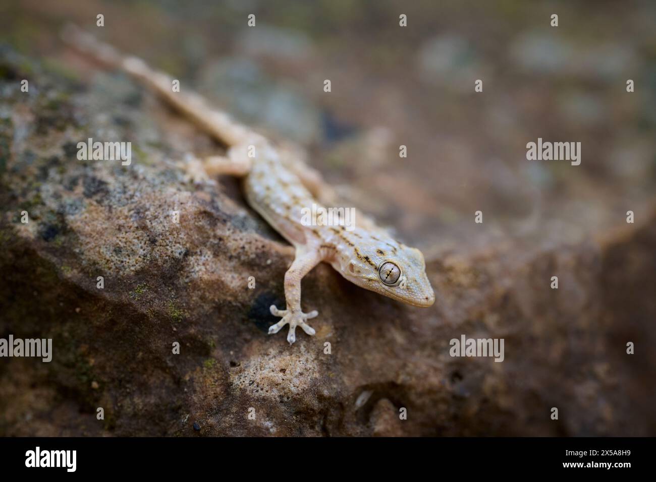 A Mauritanian gecko, Tarentola mauritanica, poised on a stone surface in its natural habitat, captured in a close-up photograph. Stock Photo