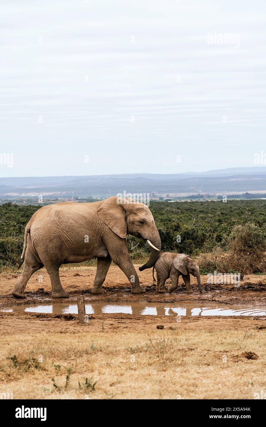 African elephant calf in mud hi-res stock photography and images - Alamy