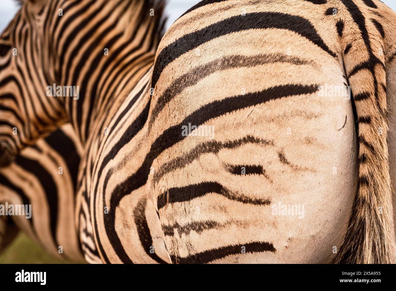 Detailed close-up of a zebra's patterned hide, showcasing the unique black and white stripes. Stock Photo