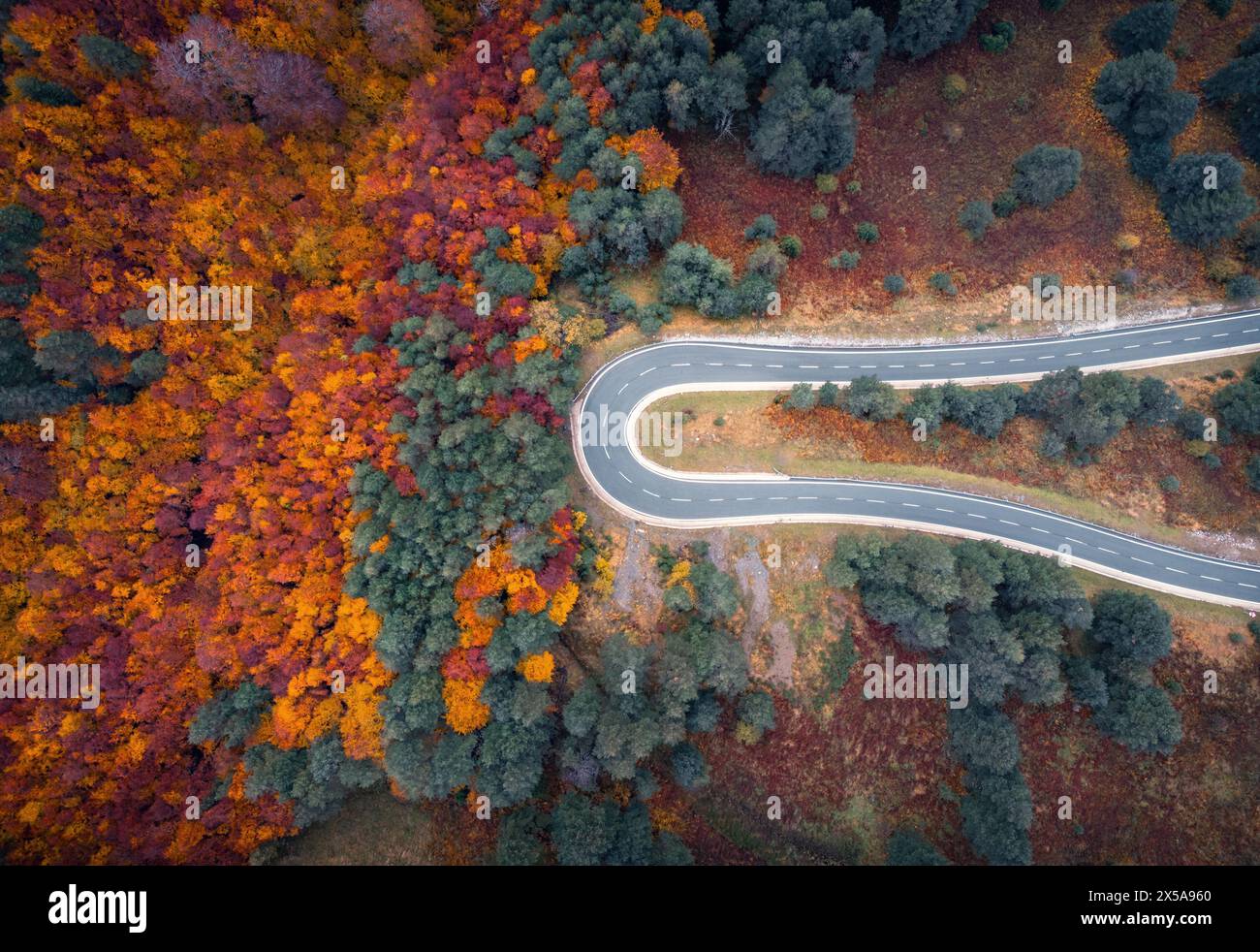 Top aerial view of a winding road cutting through a vibrant autumn ...