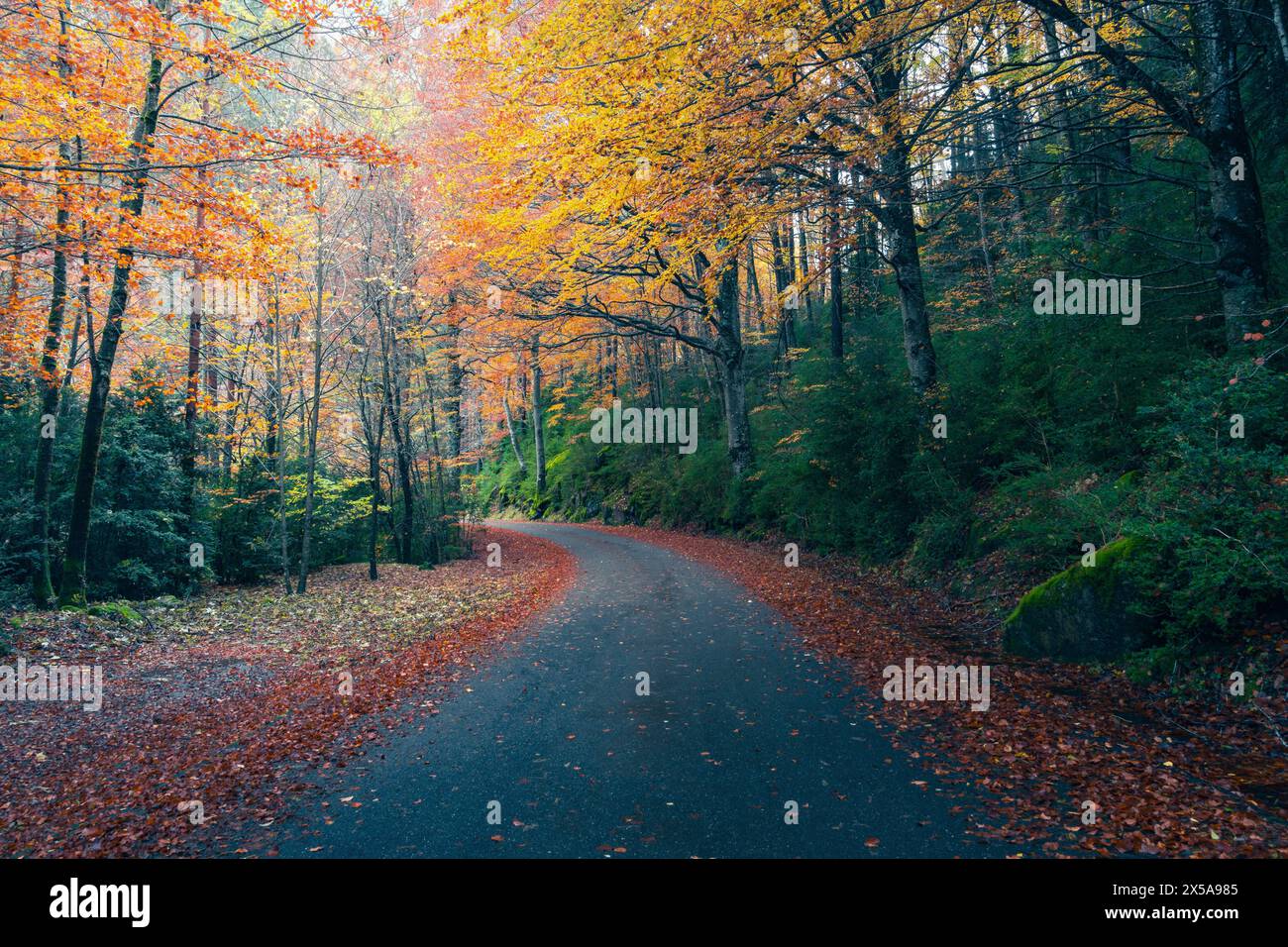 Scenic road winding through a colorful autumn forest in Selva de Oza, located in the Western Valleys of the Aragonese Pyrenees Stock Photo