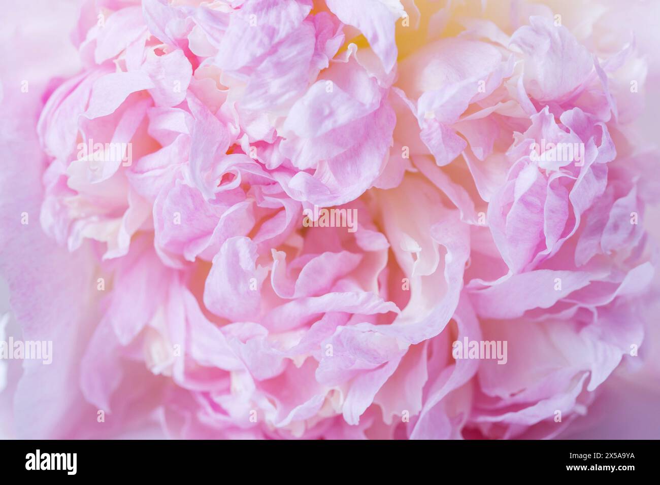 Beautiful aromatic fresh blossoming tender pink peonies texture, close up view. Romantic wedding background Stock Photo