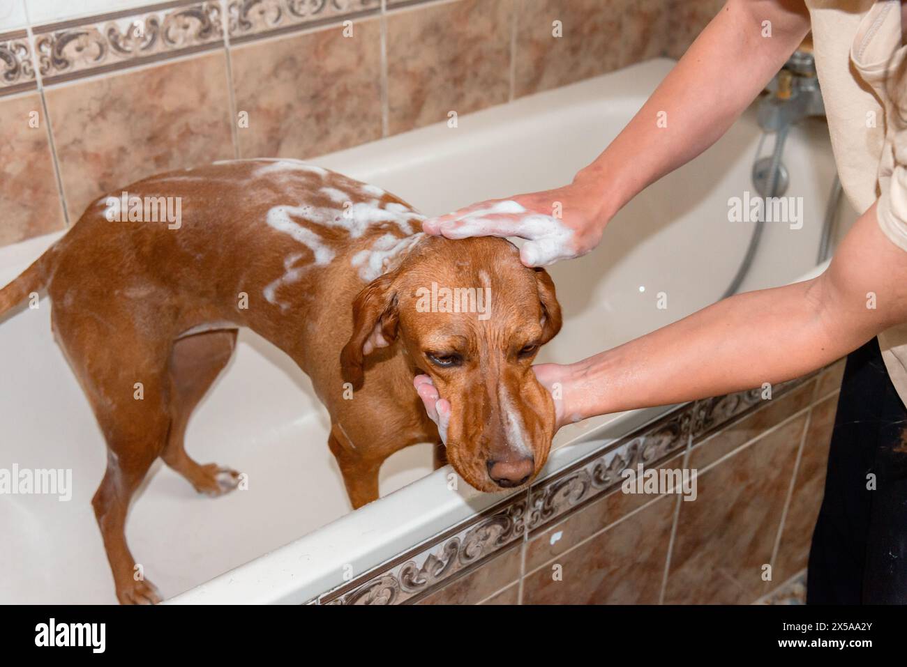 Hands touch dog head hi-res stock photography and images - Alamy