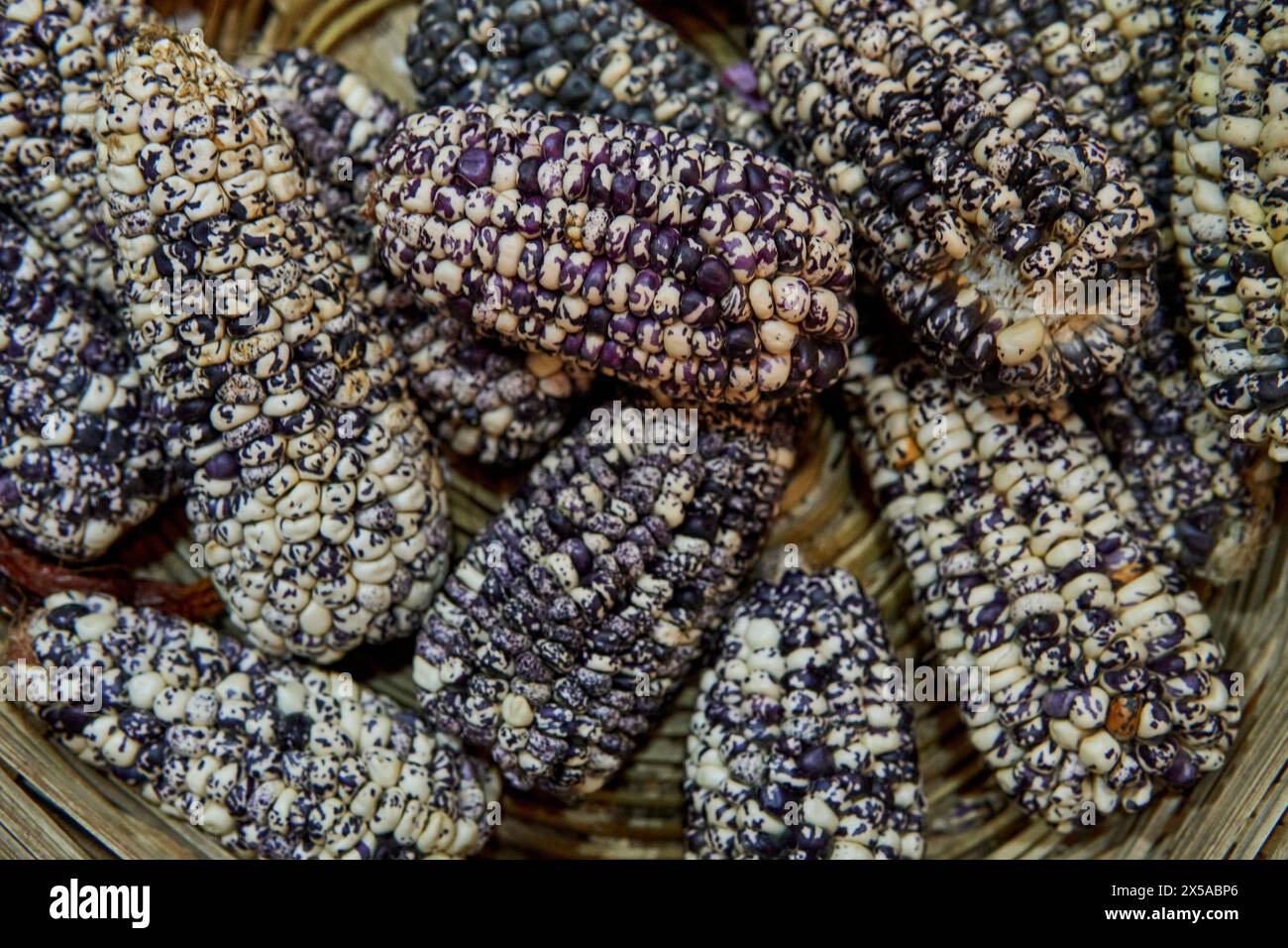 Native corn at risk. close-up of peeled organic purple corn native to ...