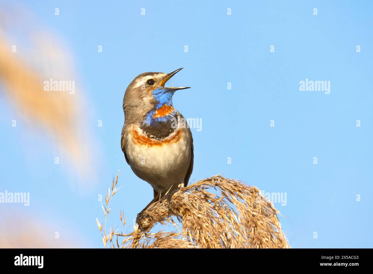 Curated visual reference: Beautiful Bird Bluethroat Sings A Song Stock Photo Photo Inspiration